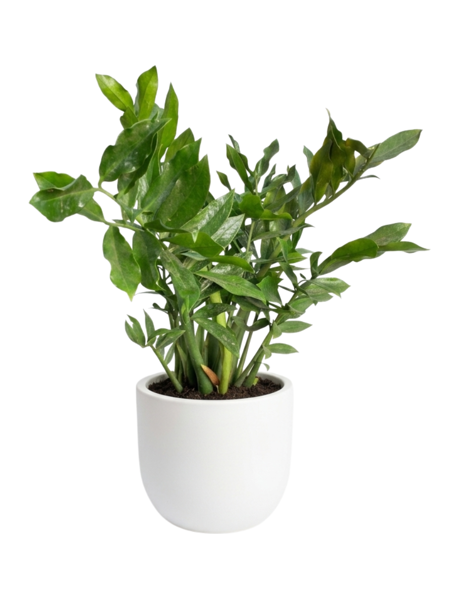 Zamioculcas