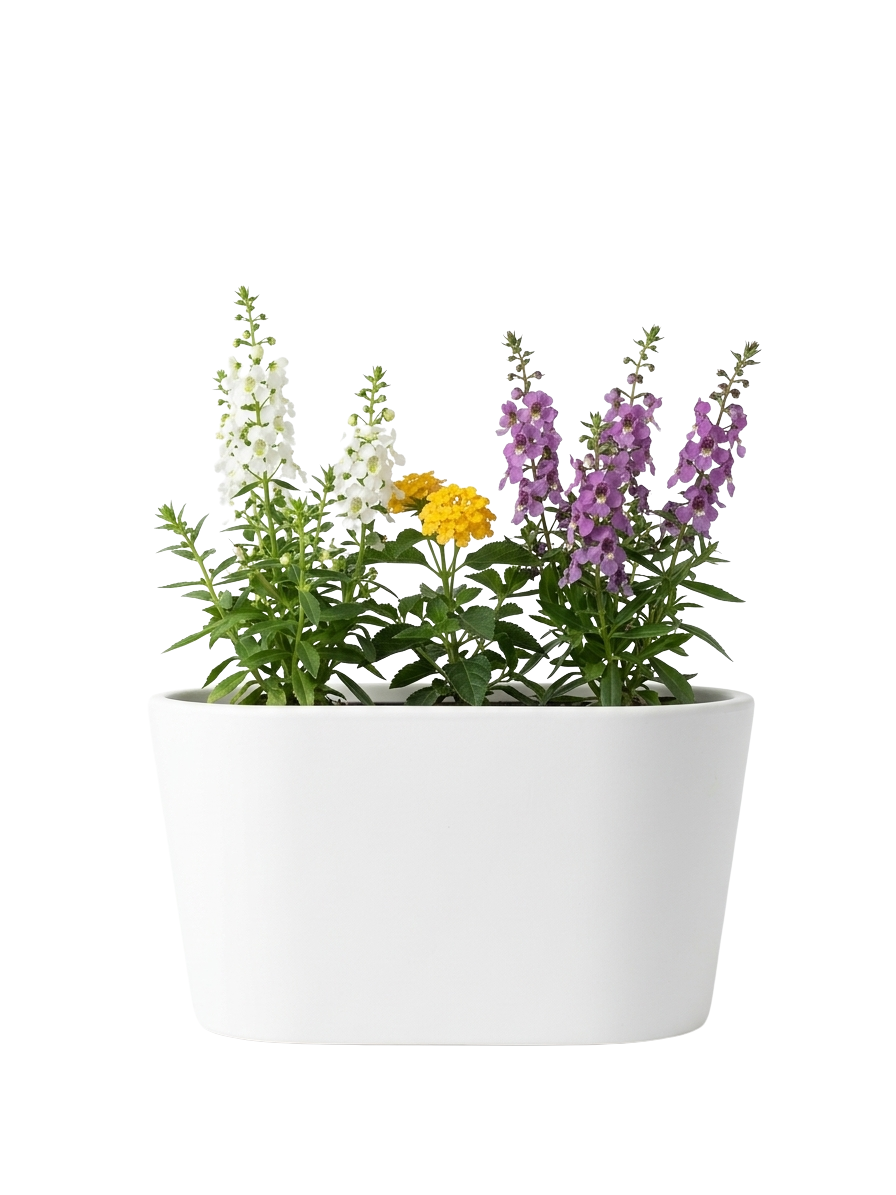 Angelonia