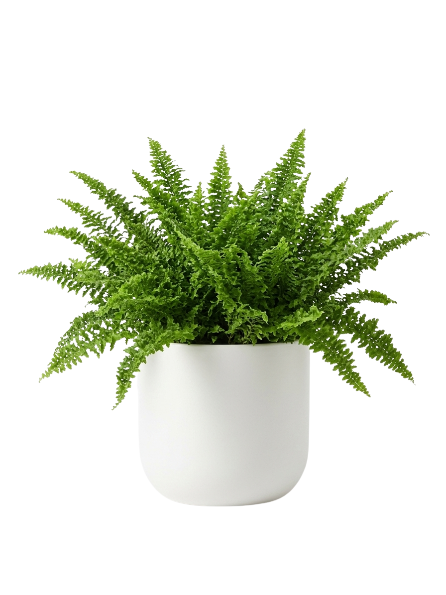 Samambaia Crespa